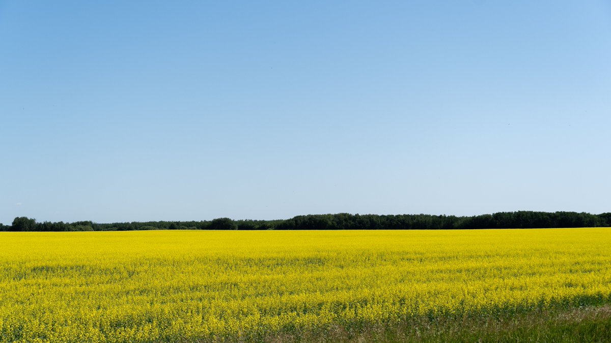 Crops are quickly progressing in the province thanks to widespread rain and warm weather. Producers are busy haying and spraying.

Learn more in this week’s #CropReport:

saskatchewan.ca/crop-report

#SaskAg