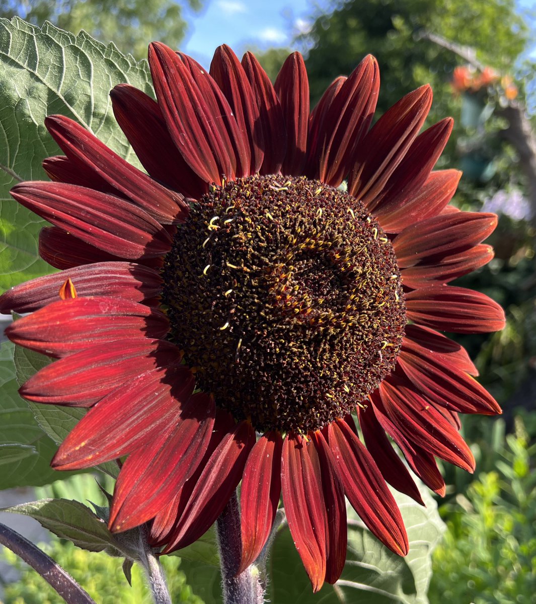 Timeline cleanse. Post your latest flower picture