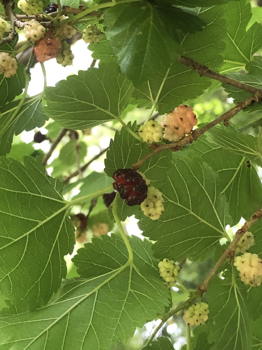 Are these safe to eat? <a href="/TrinityBellwood/">Trinity Bellwoods & Park</a>