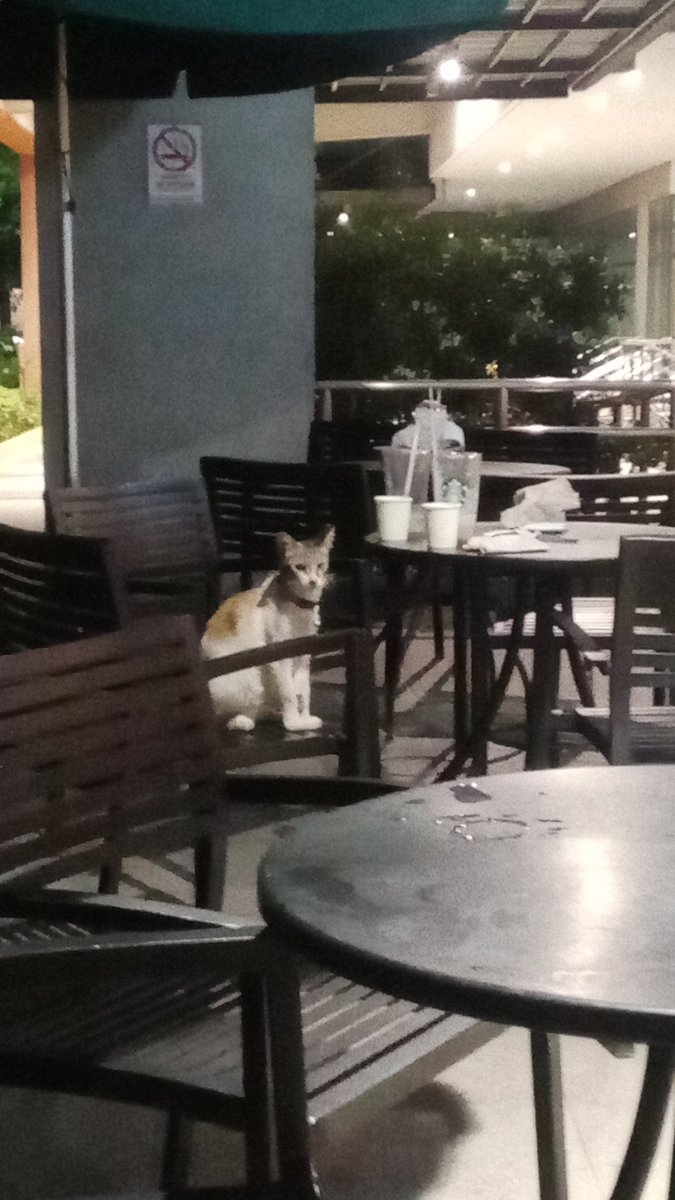 adrncbd's tweet photo. Buti pa yung catto naka Starbucks,, https://t.co/oWM5XBSP2M