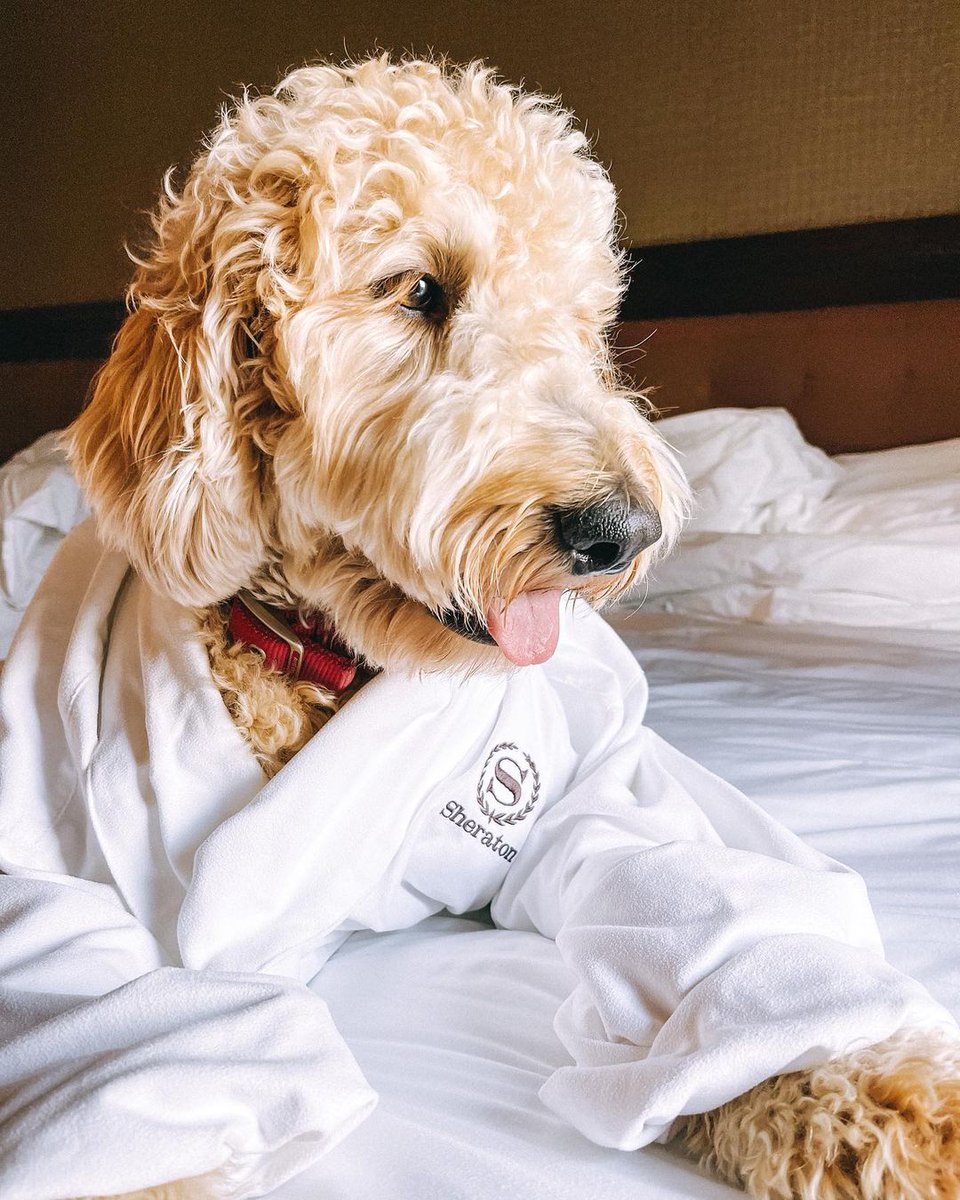 We'll be taking relaxation tips from Harley from this point forward. 🐶 📷: instadoodlegrams on IG 📍: @SheratonCalgary