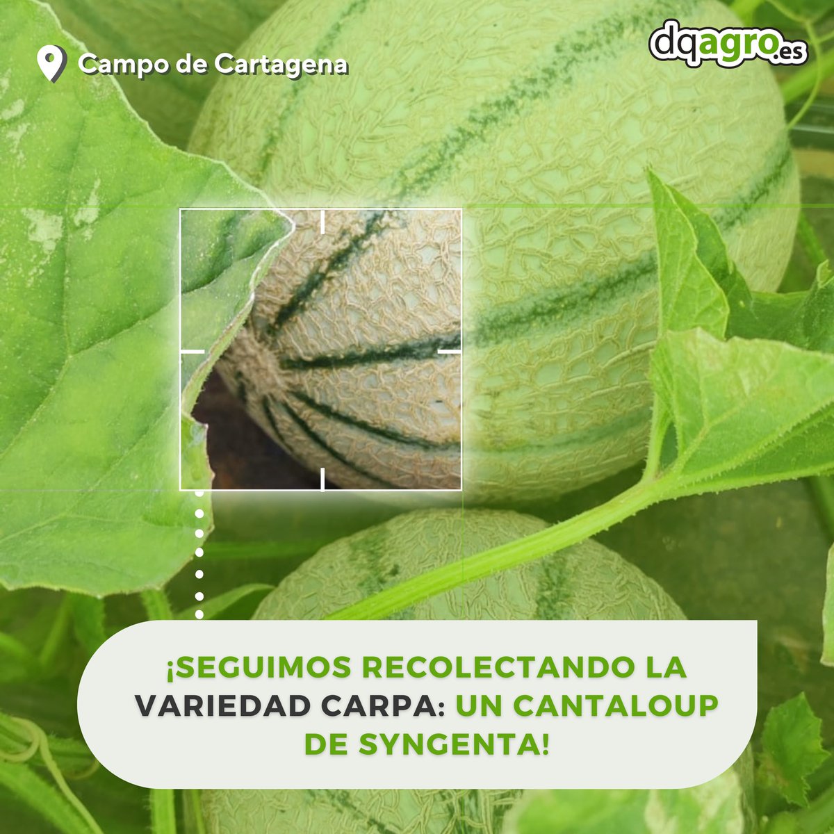 DQAgro's tweet photo. Solo, en ensaladas, smoothies…nuestro melón carpa combina con todo 😏

¿Eres del team melón con jamón? Os leemos 💚

#valcure #bioracionales #babyleaf #agriculturasostenible #medioambiente #sostenibilidad https://t.co/n4EdTh1gqM