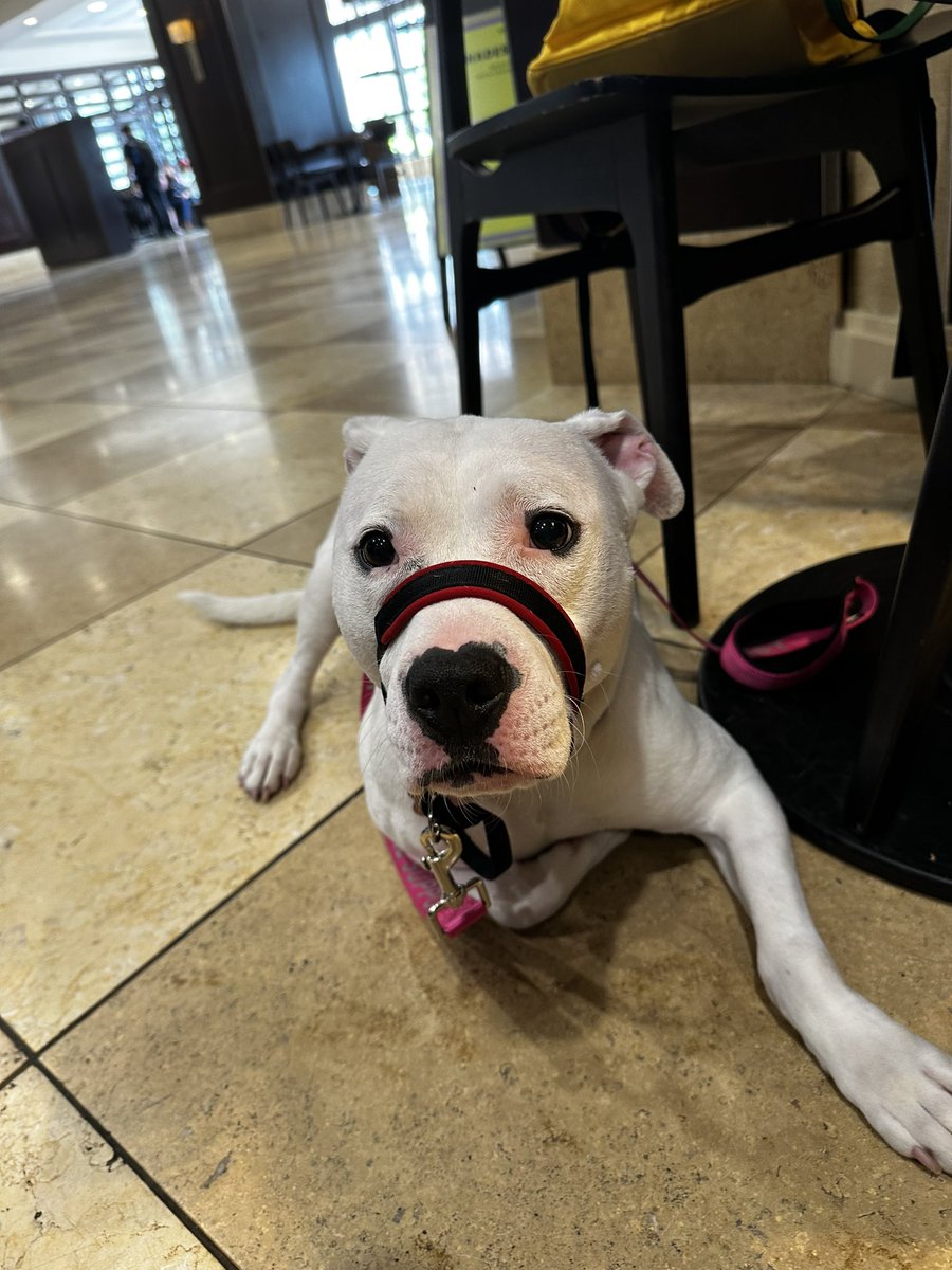 We’reeee hereeeee &amp; hanging out at Starbucks like the basic bitches we are!
#earpdivisionexpo #EDE2023 #earpers #wynonnaearp #adventuresofwaverly #deafdog #rescuedog #adoptdontshop #dontbullymybreed