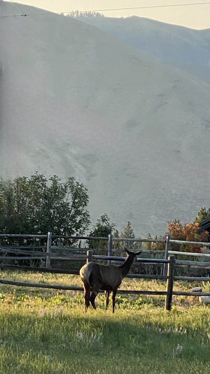 G1950Jim's tweet photo. Beautiful morning in the Rocky Mountains.  I'm sure glad I don't live in a city.....Wow, a cow elk grazing near my horse corral, with the majestic Rocky Mountains in the background.  Sure beats growing up in Cleveland, Ohio! https://t.co/i2sr5trUQu