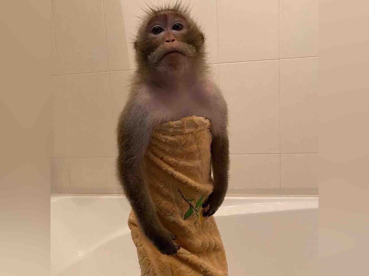Guarromantico_'s tweet photo. Mi compa: ¡Wey ya! ¿Cuándo te vas a tu casa? Ya tienes 3 días en la mía…

Yo saliéndome de bañar con su toalla: https://t.co/nkOMNQHeFm