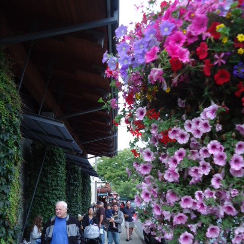 Have you seen the flower baskets downtown? 2022, Downtown Issaquah Association volunteers, hung over 100 flowers baskets for the Flowers on Front. The program relies on community support. Find out how to dedicate a flower basket to a loved one: conta.cc/3ocIPjI
