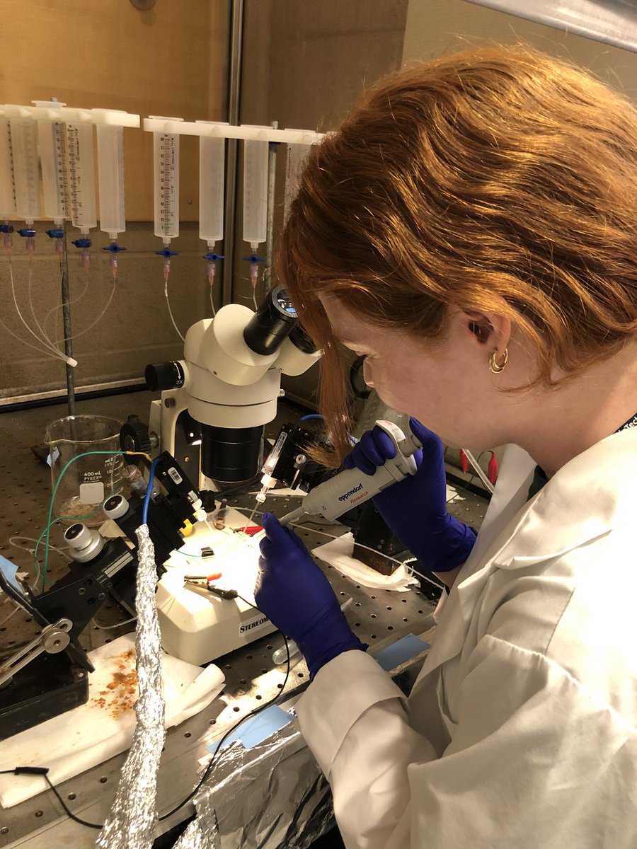 VanessaAffe's tweet photo. Today Eppendorf helped us measure RNA concentrations, perform electrophysiology, culture C.elegans and perform a mini-prep! #EppendorfLife @Eppendorf_USA https://t.co/DRUhIVIIAt