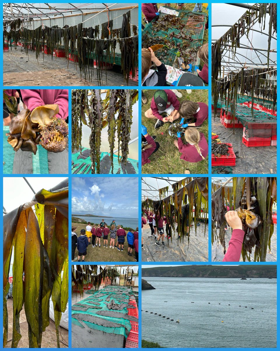 darwincentre's tweet photo. A day in the life of a seaweed farmer with year 3/4 from @SpittalSchool and the awesome @Car_Y_Mor, followed by some seaweed pressing back in class! #lifebelowwater #sdgs #marineprimaryproducers #algae #zeroinputfarming #pembscoast @DragonLng https://t.co/ylyCinEbCp