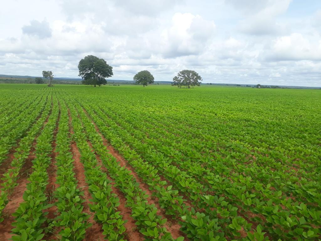 BusinnesLCR's tweet photo. 🏡 Fazenda em Dupla Aptidão - Região do Paredão, a 149 km de Primavera do Leste! 🌾 
📐 Área Total: 1.822 hectares para atividades rurais. 🌳 Área Aberta: 900 hectares prontos para uso. 
💰 R$ 42 milhões, com possibilidade de parcelamento.
🌾 Fazenda com infraestrutura completa🚜 https://t.co/DN5kb9HDTZ
