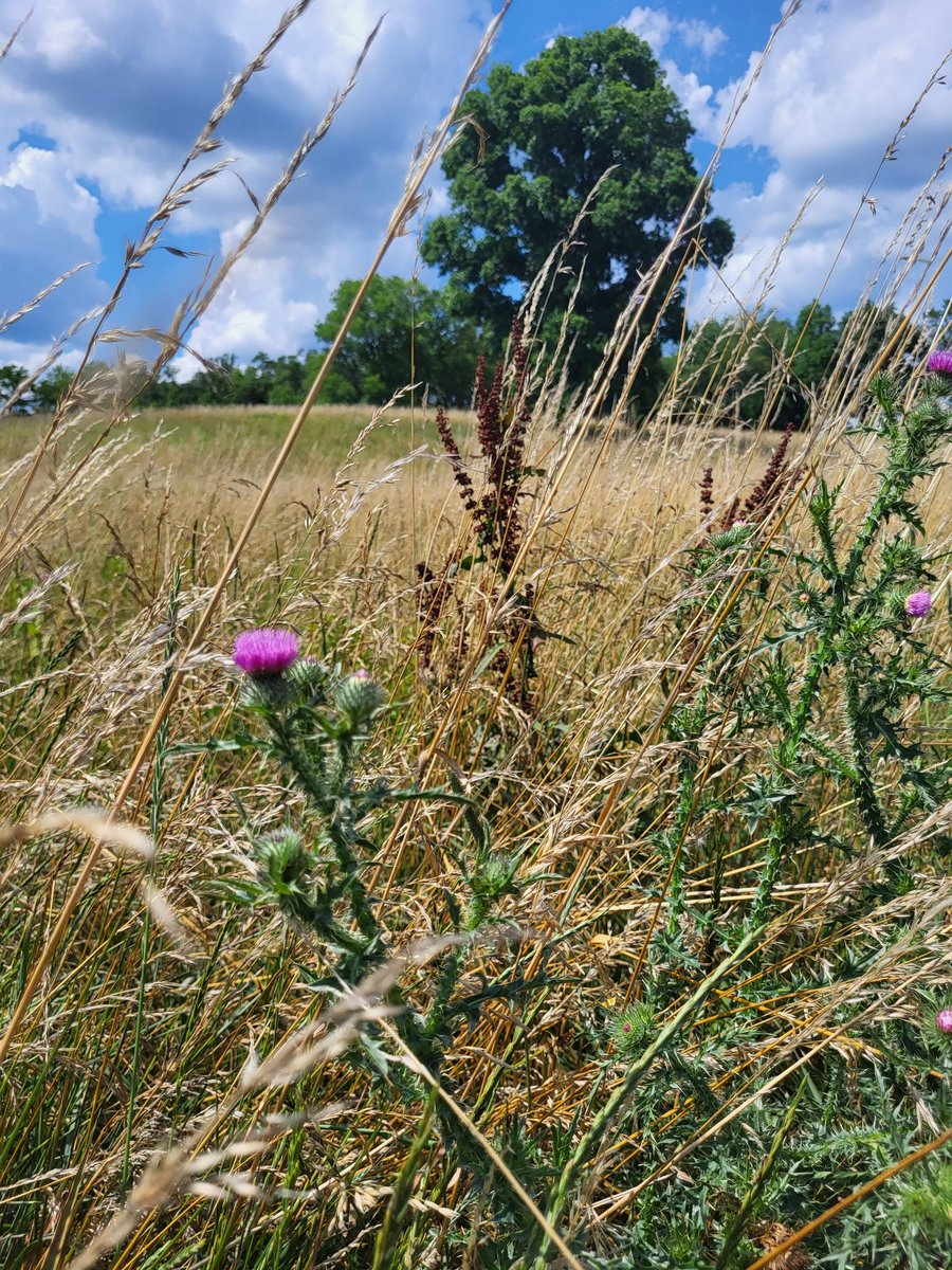 mcarmystrong's tweet image. Virginia bull thistle in the foreground. Pignut hickory in the background. 
#TreesAreTheAnswer