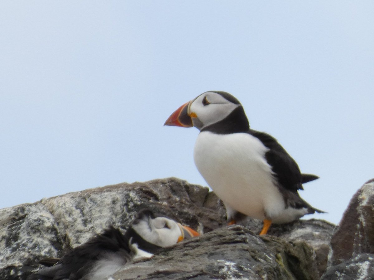 Puffins on The Farne Islands #Northumberland @BBCSpringwatch @NTBirdClub @nationaltrust @NTFarneIslands @thefarneislands @ChrisGPackham @MeganMcCubbin