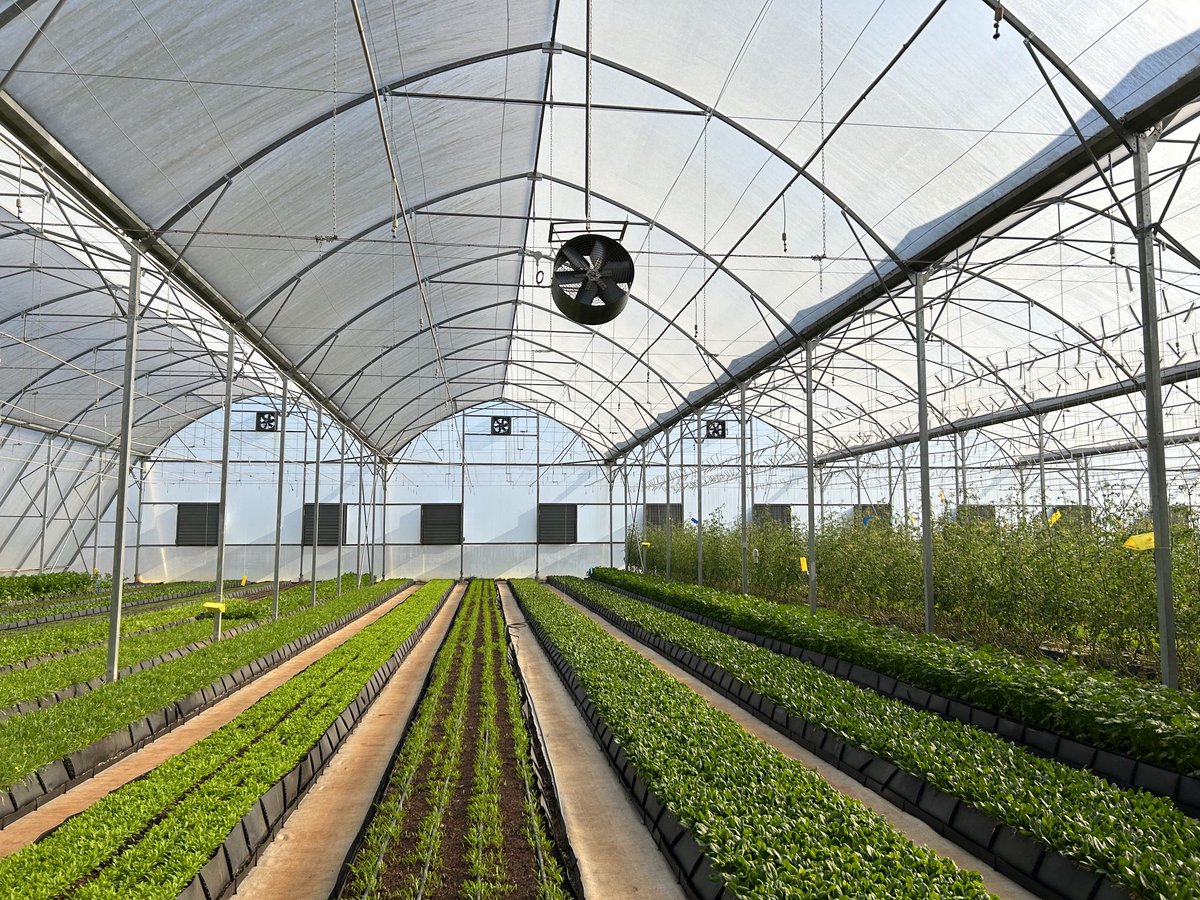 ModoP88's tweet photo. Herbs and baby vegetables - these are ideal crops for controlled and contained production. Hilton and his wife are making a killing and even exporting their piquant peppers to Germany. 

Anyone interested in planting these peppers - these guys are looking for supply 🌶️ https://t.co/sYldeaCqgK