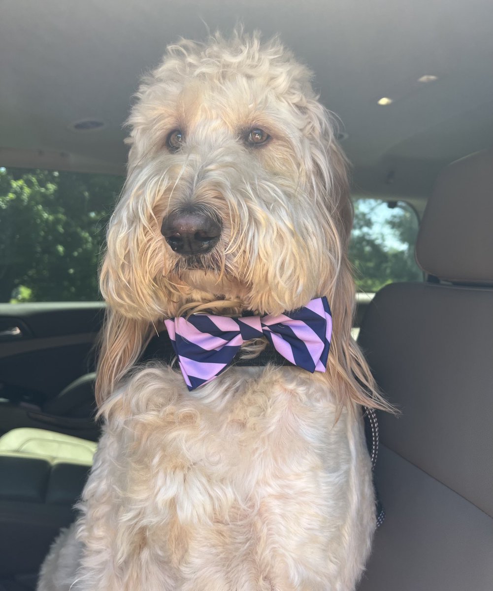 Just got a treat! #DriveUpPups ⁦<a href="/CommerceBank/">Commerce Bank</a>⁩ We ♥️ You!  #Davisserves🇺🇸