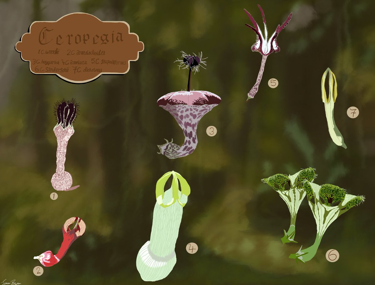 Simon Benson (@botanybenson) on Twitter photo I had a blast competing at the #BUC2023 semifinals for <a href="/tcddublin/">Trinity College Dublin</a>! I also had some great kelpy conversations at my poster and had an excuse to draw some really weird Ceropegia flowers for the creative competition. Thanks to everyone at <a href="/BUCBotany/">Botanical University Challenge</a> for all the hard work 👏🌿 I had a blast competing at the #BUC2023 semifinals for <a href="/tcddublin/">Trinity College Dublin</a>! I also had some great kelpy conversations at my poster and had an excuse to draw some really weird Ceropegia flowers for the creative competition. Thanks to everyone at <a href="/BUCBotany/">Botanical University Challenge</a> for all the hard work 👏🌿