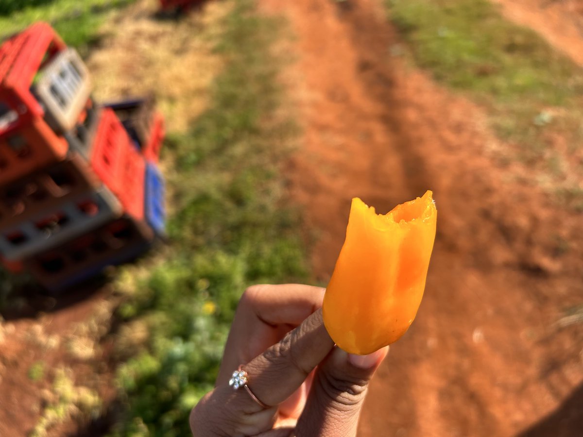 ModoP88's tweet photo. Herbs and baby vegetables - these are ideal crops for controlled and contained production. Hilton and his wife are making a killing and even exporting their piquant peppers to Germany. 

Anyone interested in planting these peppers - these guys are looking for supply 🌶️ https://t.co/sYldeaCqgK