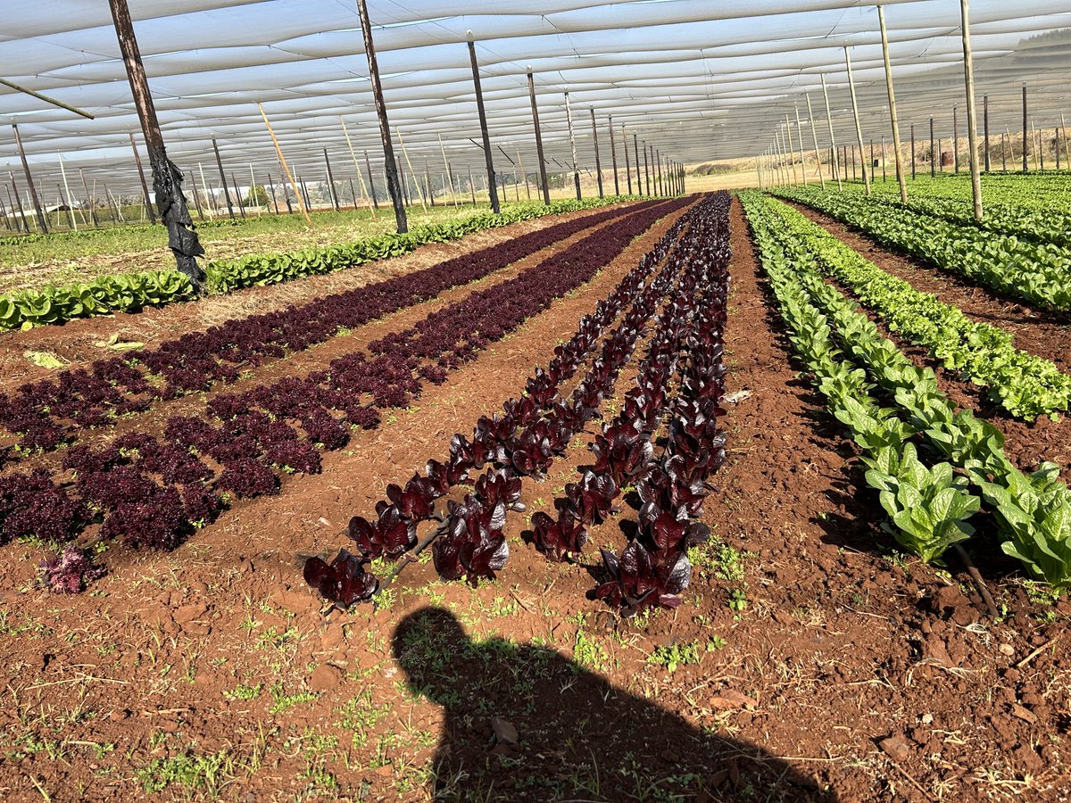 Herbs and baby vegetables - these are ideal crops for controlled and contained production. Hilton and his wife are making a killing and even exporting their piquant peppers to Germany. 

Anyone interested in planting these peppers - these guys are looking for supply 🌶️