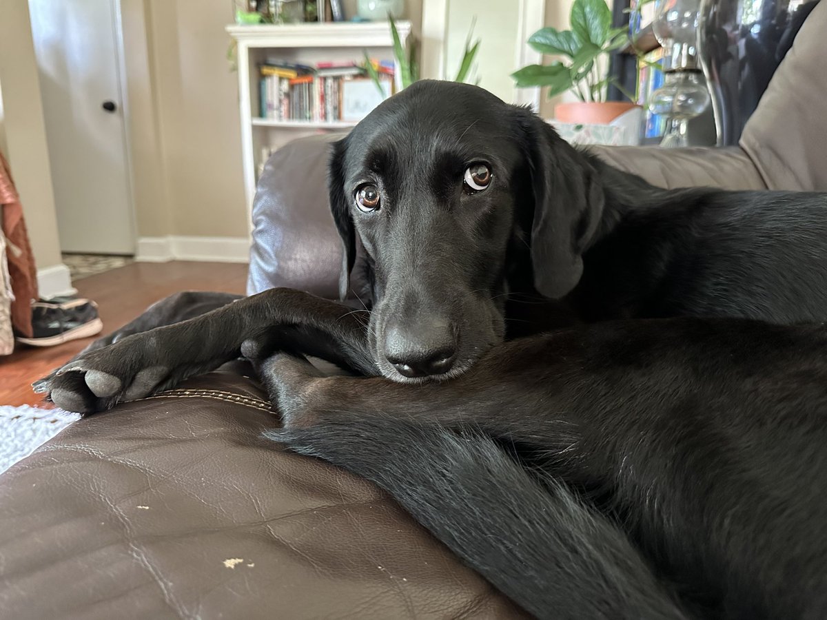 AmaliCrossing 🌻 tweet media