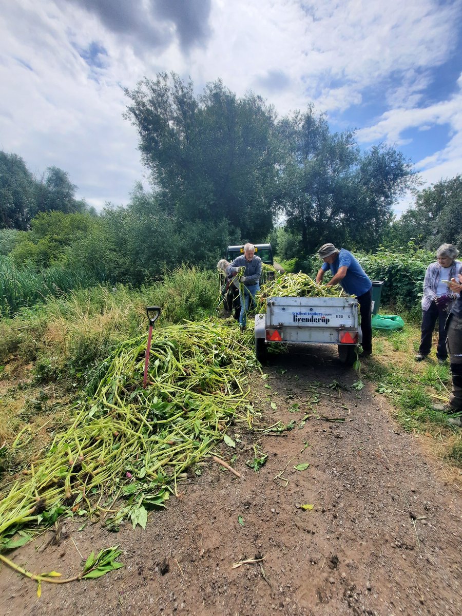 Medway Valley (@medwayvalley) on Twitter photo #HimalayanBalsam bashing today @ Leybourne Lakes. Tonnes of #invasive non-native Balsam removed by our fab' vols. Well done guys. <a href="/CheckCleanDryGB/">Check Clean Dry GB</a> <a href="/TMBC_Kent/">Tonbridge and Malling Borough Council</a> <a href="/Snodland2017/">Snodland Partnership</a> #HimalayanBalsam bashing today @ Leybourne Lakes. Tonnes of #invasive non-native Balsam removed by our fab' vols. Well done guys. <a href="/CheckCleanDryGB/">Check Clean Dry GB</a> <a href="/TMBC_Kent/">Tonbridge and Malling Borough Council</a> <a href="/Snodland2017/">Snodland Partnership</a>