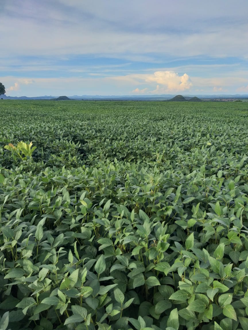 BusinnesLCR's tweet photo. 📐 Área Total: 871 hectares (180 alqueires, 4.84) para atividades rurais.
🌳 Área Aberta: Mais de 725 hectares, com 440 hectares destinados à lavoura.
💰 Preço: R$ 320 sacas de grãos por hectare, com possibilidade de negociação.
Fazenda em Ivolândia,GO. Excelente oportunidade 🚜 https://t.co/xVjzWvh4oO