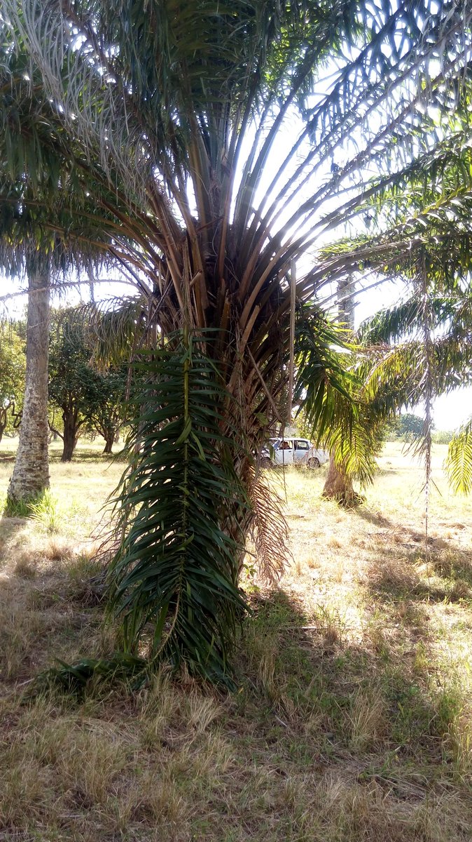 Saben los cubanos, q sufrimos d escases d Aceite. Y q no sembrarmos  la Palma Aceitera Africana, q se da aquí perfecta, y lo hacen en toda la America, produce 7 veces más aceite q cualquiera otra esp. "durante 25 años", y da 5 subproductos q importamos.
¿Xq no lo cultivamos?