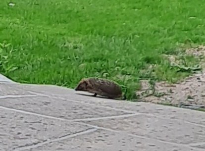Oakdeanlydbrook's tweet photo. Hedgehog is out early today. It walked all the way around to the other side of our house and then went under our decking. It will now wait there until later on, and we will then hear the cat bowls being knocked over. We always make sure there is something in the bowls. https://t.co/apCXayvGzS