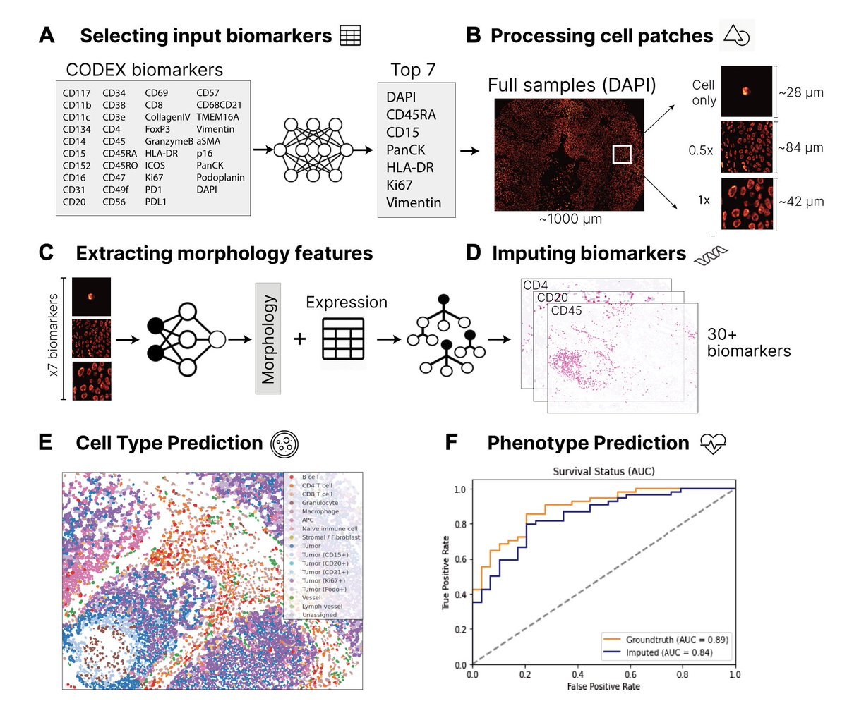 James Zou (@james_y_zou) on Twitter photo 🧃New <a href="/PNASNexus/">PNAS Nexus</a> paper on 7-UP #AI🧃
We develop 7-UP, an AI that can computationally generate 30+ new antibody stains from 7 common biomarkers. It uplevels existing immunofluorescent images into spatial proteomics for richer analysis.
academic.oup.com/pnasnexus/arti… 🧃New <a href="/PNASNexus/">PNAS Nexus</a> paper on 7-UP #AI🧃
We develop 7-UP, an AI that can computationally generate 30+ new antibody stains from 7 common biomarkers. It uplevels existing immunofluorescent images into spatial proteomics for richer analysis.
academic.oup.com/pnasnexus/arti…