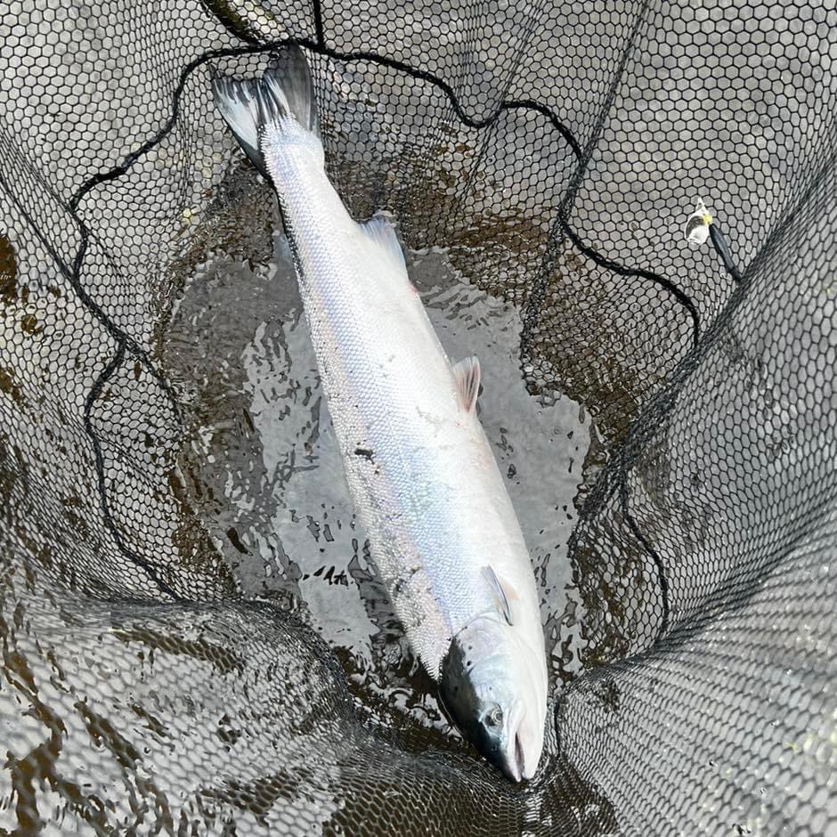 Tay_Salmon's tweet photo. A bit tougher day at Cargill today, lots of fish showing but despite a couple of early hook ups we had to wait until 430 to land this beauty. Very thundery weather today making the barometer drop, that could have put them off. Tight lines David https://t.co/ydWLMLTTdE