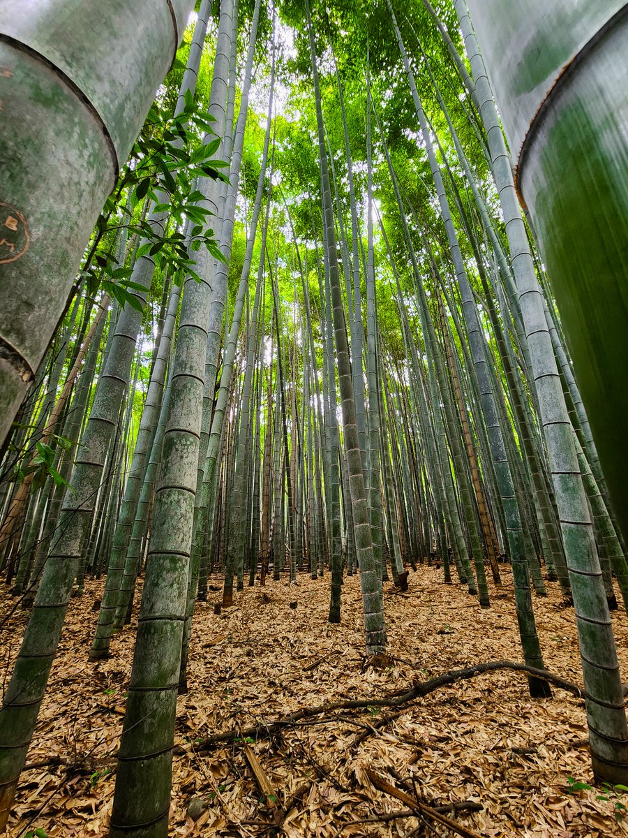 sky__wsp's tweet photo. 📍 Arashiyama, Kyoto, Japan

#japan #travel #日本 #picoftheday #nature #photography #mobilephotography #kyoto #photoshoot #naturephotography https://t.co/QWGIDuZT0C