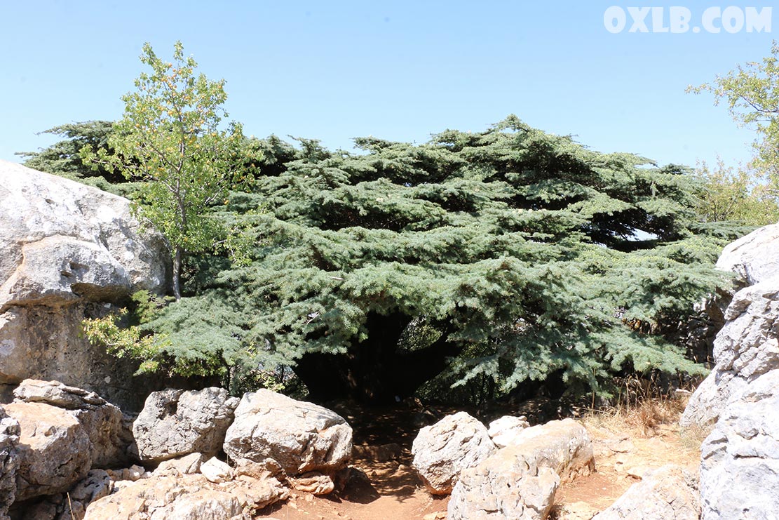 onefineart's tweet photo. And here you are in front of an amazing colossal tree: Lamartine cedar tree in Barouk... it is an outstanding tree from the outside...
https://t.co/zbEdIjc634
#lebanon #amazingtree #colossaltree #cedartree #barouk #baroukcedar #lamartine #lamartinecedar #discoverlebanon https://t.co/3YBMUVNEoN