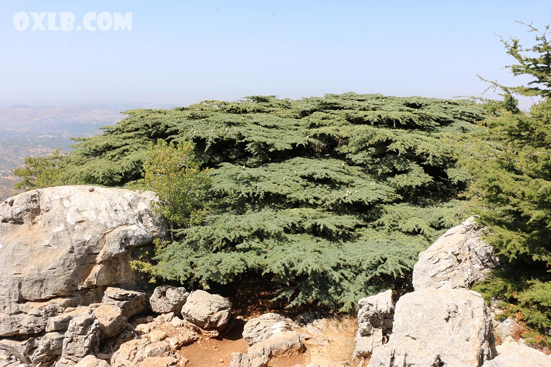 onefineart's tweet photo. And here you are in front of an amazing colossal tree: Lamartine cedar tree in Barouk... it is an outstanding tree from the outside...
https://t.co/zbEdIjc634
#lebanon #amazingtree #colossaltree #cedartree #barouk #baroukcedar #lamartine #lamartinecedar #discoverlebanon https://t.co/3YBMUVNEoN