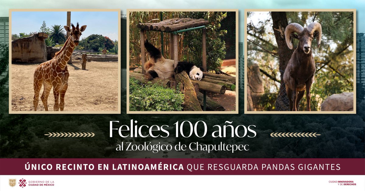GobCDMX's tweet image. Conmemoramos 100 años de la apertura del #ZoológicoDeChapultepec. 🐼🎉🎊  

Feliz aniversario a unos de los recintos de conservación y cuidado animal más importantes a nivel nacional, donde se atienden a ejemplares endémicos en peligro de extinción como el lobo mexicano, el…