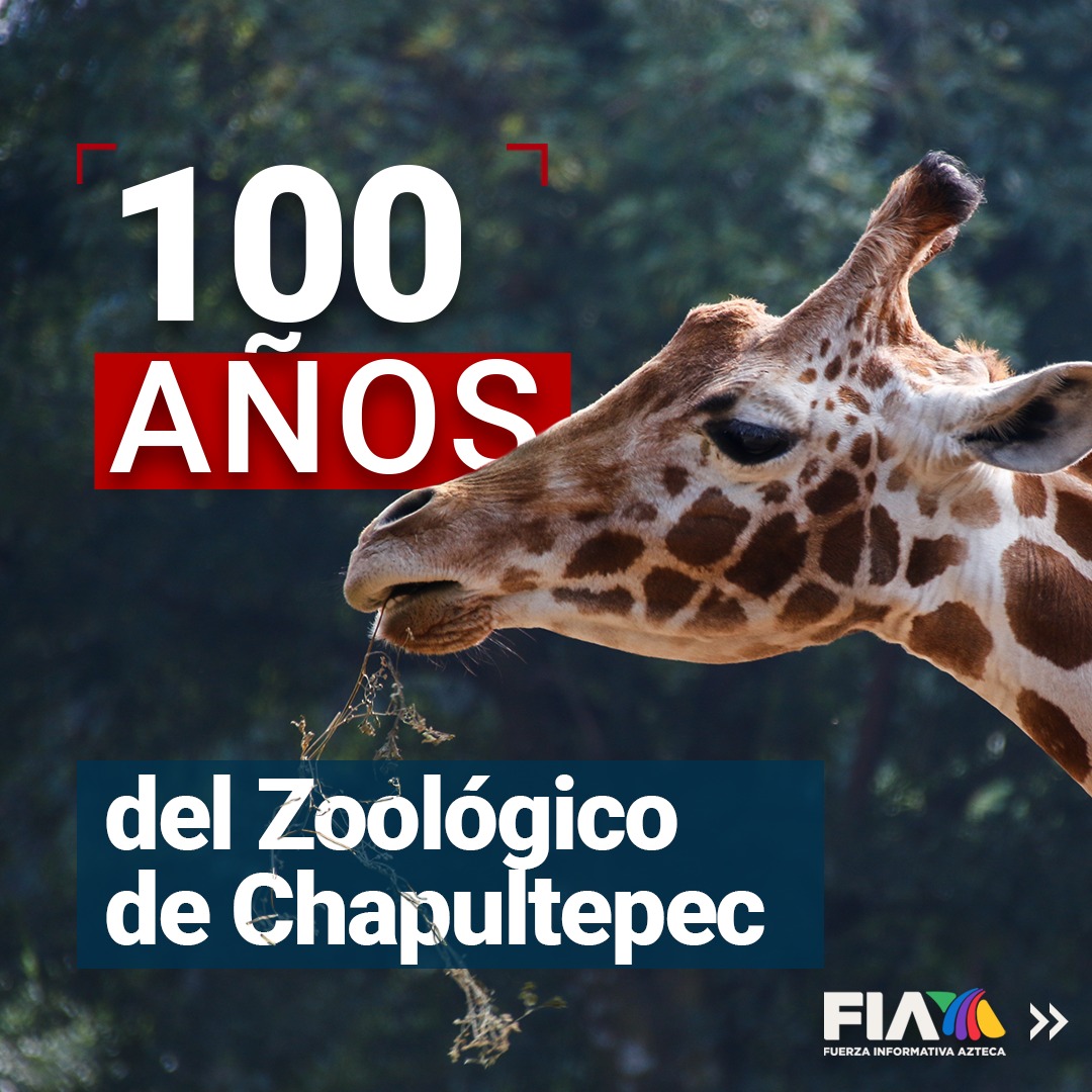 AztecaNoticias's tweet image. ¡El Zoológico de #Chapultepec está de fiesta! 🥳🎉

Un gran desfile por los 100 años del #Zoo, se lleva a cabo este jueves en el emblemático sitio de la #CDMX.

¡Felices 100 años #ZoológicoDeChapultepec!
