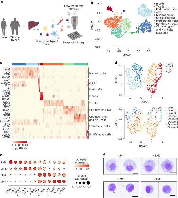 NatMetabolism's tweet photo. Online now! Human resident liver myeloid cells protect against metabolic stress in obesity https://t.co/HiCGsm8mvJ https://t.co/73HFgy3Ref