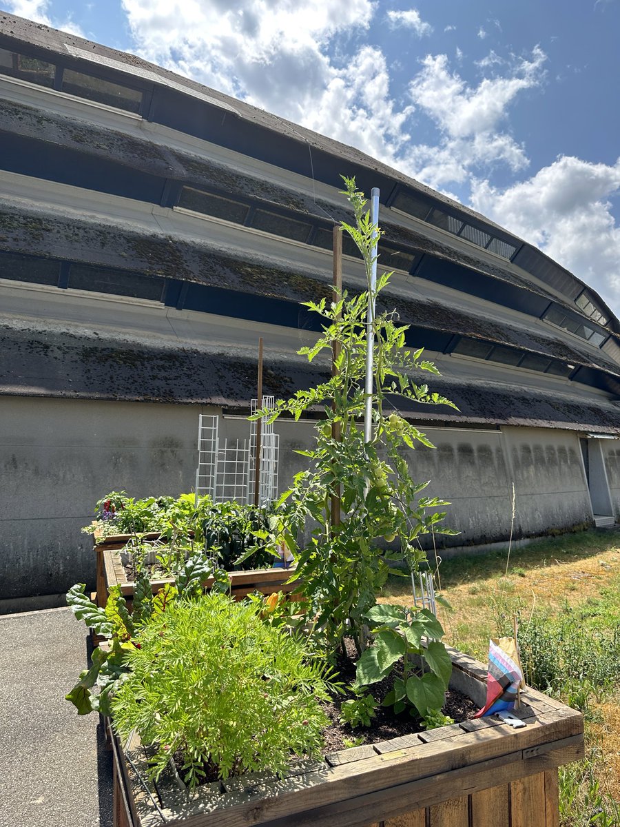 PatHemberger's tweet image. It’s so cool to see the veggies growing in the green boxes of @psich_en next to our #synchrotron #SLS 🍅🌶️🫑