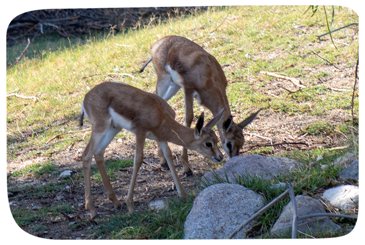 livingdesert's tweet photo. Springbok babies born bok-to-bok! 🩷

We're excited to announce not just one, but two springbok births! They are the first springbok born at the Zoo and the first births on our multi-species Rhino Savanna habitat.

Catch these bouncing babies frolicking on your next visit! https://t.co/z3ZyAV6Cte