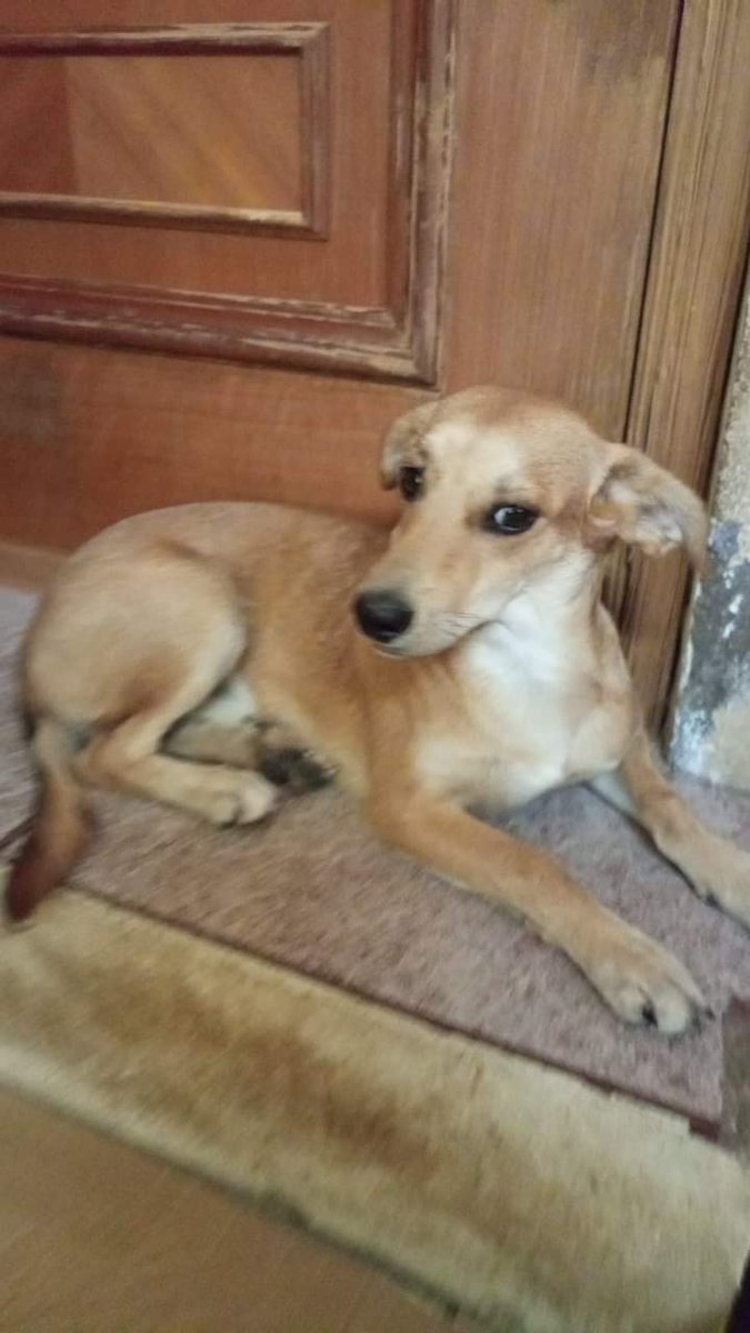 Cachorro de seis meses encontrado por el estacionamiento de camiones en Argamasilla de Alba (carretera de Manzanares) miraremos si tiene chip. Si es tuyo o lo reconoces contáctanos: 651428414

#argamasilla