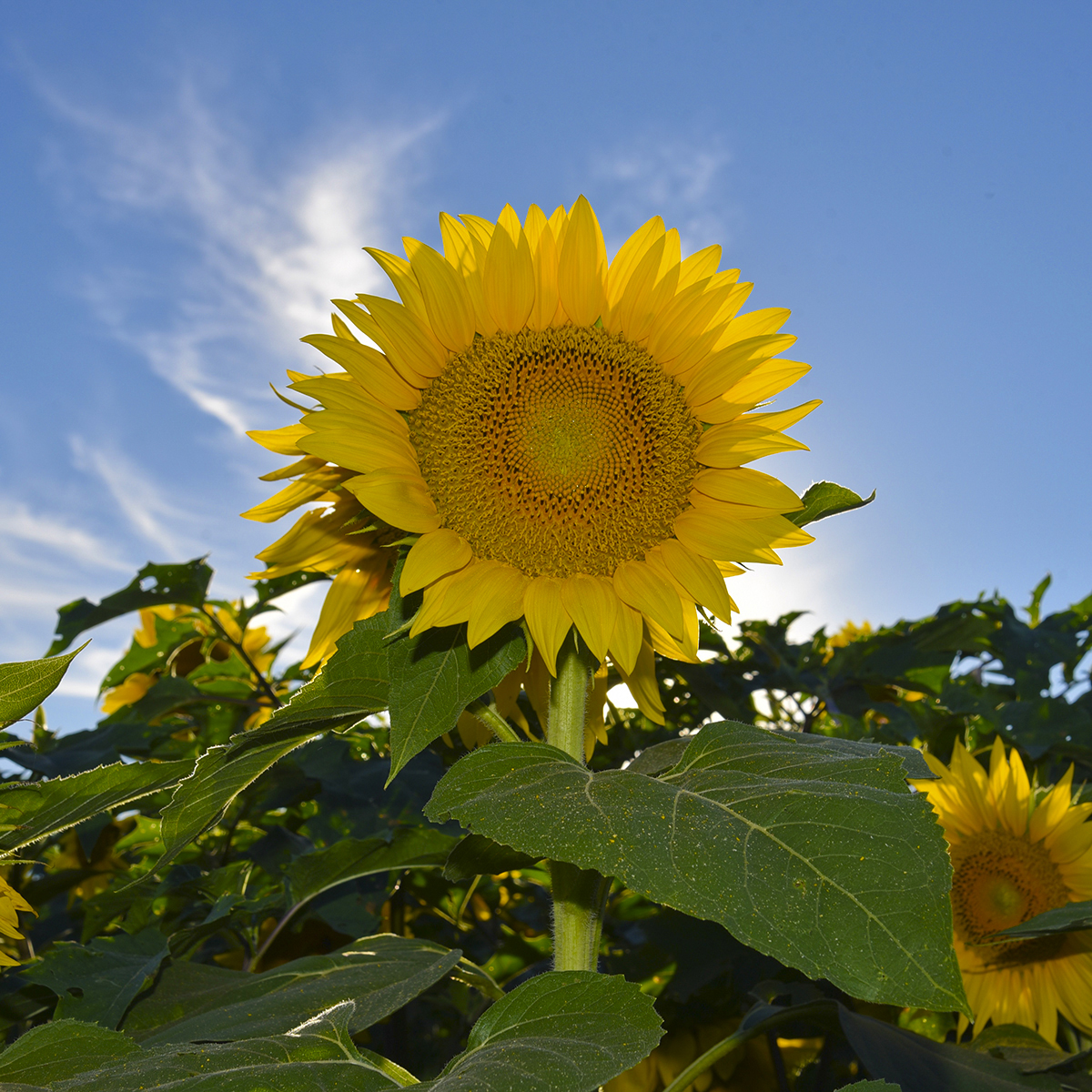 Harbes first-ever Summer Sunflower Festival is this weekend!🌻Join us Saturday &amp; Sunday, July 8 &amp; 9 from 10-7 for great family fun AND lots of sunflowers! We'll have live music, great food, Harbes wines, and even Sunflower Seed ice cream! #harbesfarm #sunflowers