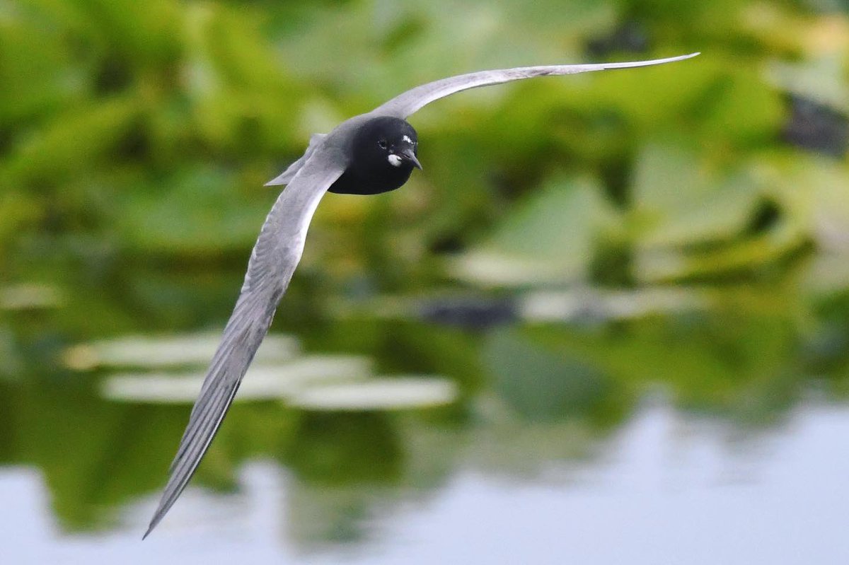 asterwiz's tweet photo. Black Terns live in inland waters in Western Asia, Europe and North America. #tern #blacktern #inflight #birdwatching #ornithology #birdsofcanada #birdsofnorthamerica #shotonnikon #d500 #dslr #summer #afternoon #pointpeleenationalpark #pointpelee #ontario #canada #sharecangeo https://t.co/dGa4V7DBrK