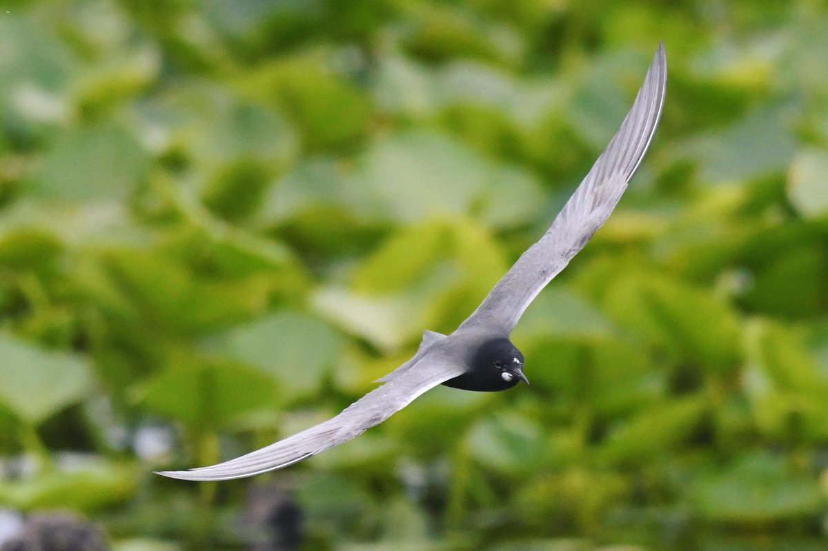 asterwiz's tweet photo. Black Terns live in inland waters in Western Asia, Europe and North America. #tern #blacktern #inflight #birdwatching #ornithology #birdsofcanada #birdsofnorthamerica #shotonnikon #d500 #dslr #summer #afternoon #pointpeleenationalpark #pointpelee #ontario #canada #sharecangeo https://t.co/vhT038zsww