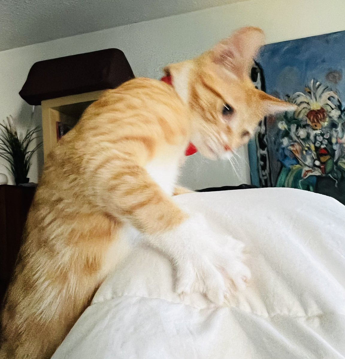 TracyFleck4's tweet photo. I attack!!! #kittens #CatsofTwittter https://t.co/tMRsFPkWRx