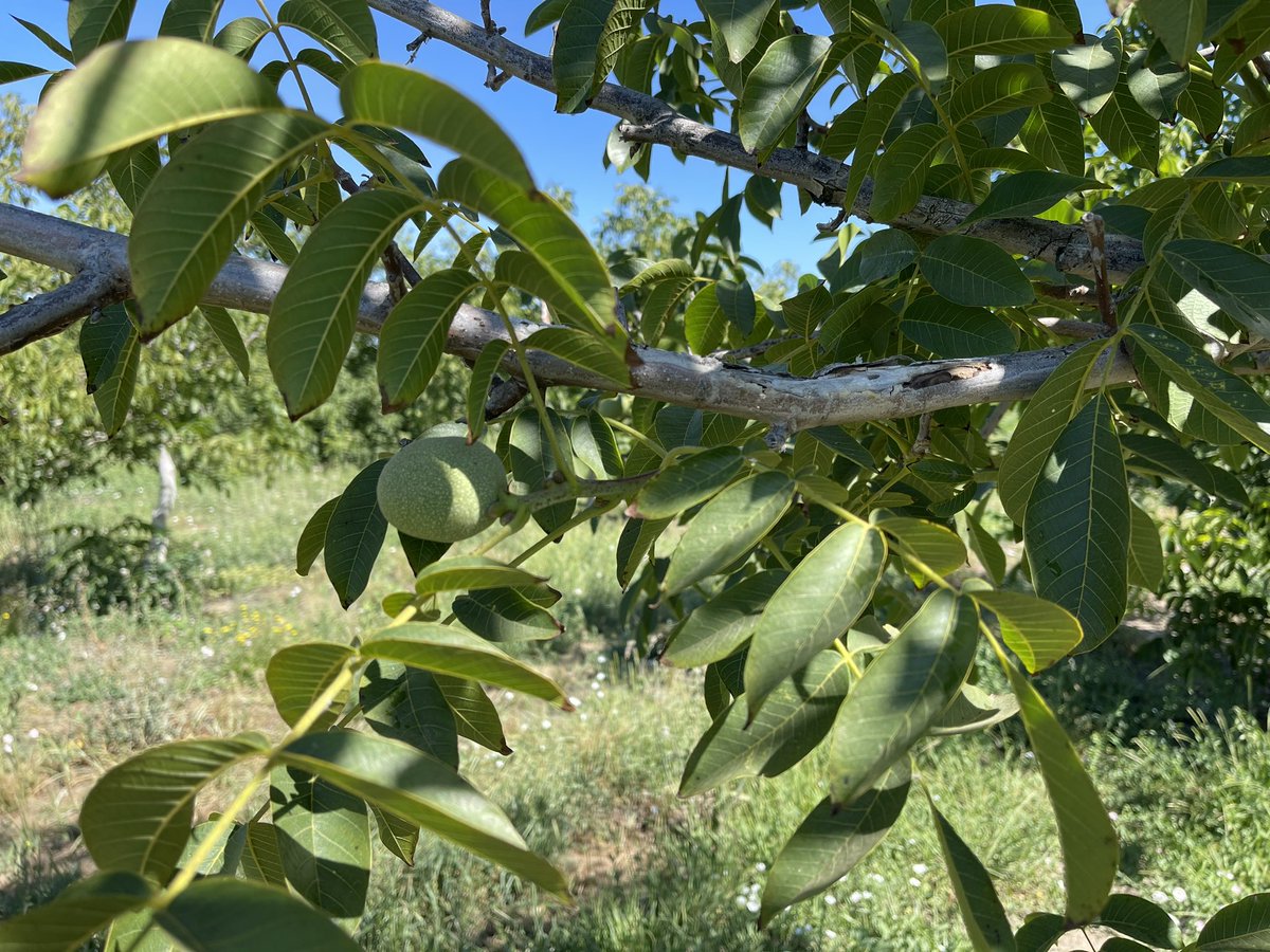 Applying entomopathogenic nematodes for flatheaded borer, Chrysobothris mali, in walnuts. This pest has been damaging several walnut orchards each specially when trees are little stressed, sunburn, and may not have best growth. You may not detect the stress level visually!@ucanr