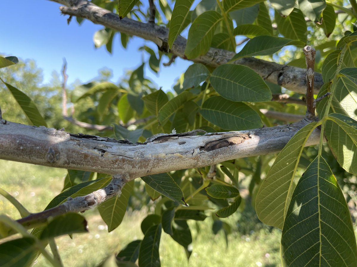 Jhalendra Rijal tweet media