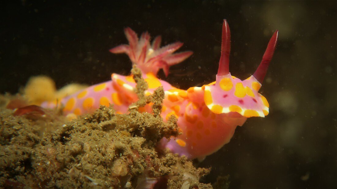 ꒰ lesbians (ceratosoma amoenum) 🩷🤍🧡