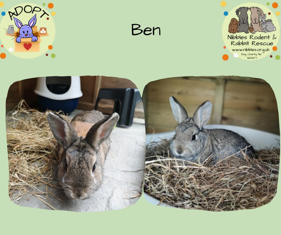 Ben has been with us a shocking 2 years and 3 months! He really REALLY deserves a home to call his own. More info and how to adopt can be found on our website - Nibbles.org.uk