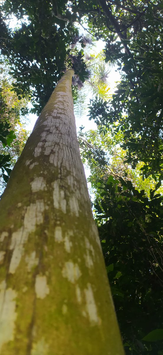 carolenebelo's tweet image. Hoy registramos una nueva #APSEM de  Área Productora de semillas nativas propiedad de la Empresa #PindoSA. @MinEcoMisiones @inaseargentina