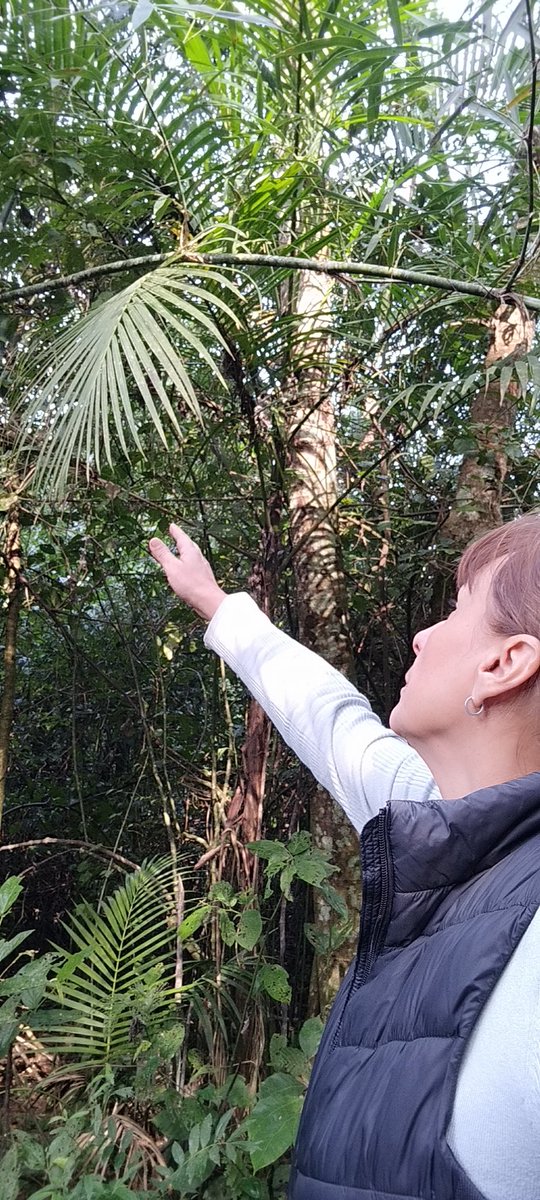 carolenebelo's tweet image. Hoy registramos una nueva #APSEM de  Área Productora de semillas nativas propiedad de la Empresa #PindoSA. @MinEcoMisiones @inaseargentina