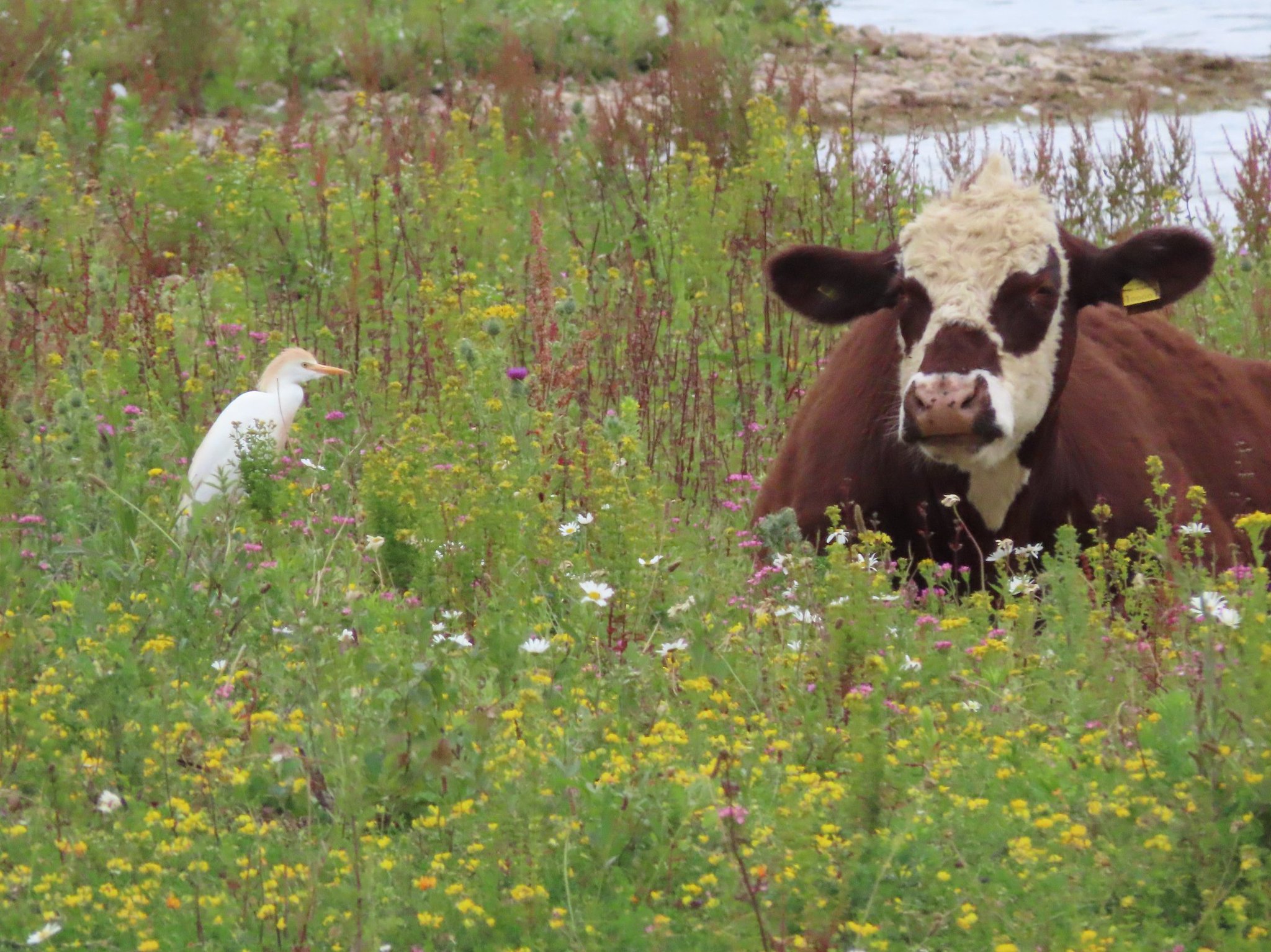 Joe Eckersley on Twitter "Great 1st visit to Idle valley 1 Cattle