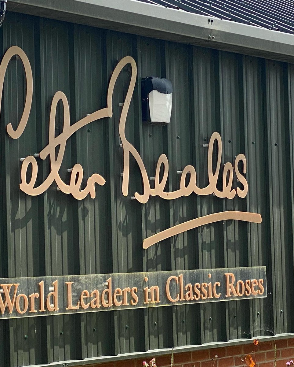 FoodNorwich's tweet photo. @PeterBealesRose - #invited via @FoodNorfolk - generous Afternoon tea with the best fruit scones &amp; sweet treats at only £18pp with optional fizz £6.50 - open 7 days a week. Plus enjoy the rose garden walk afterwards. https://t.co/sGhNnXaAHL