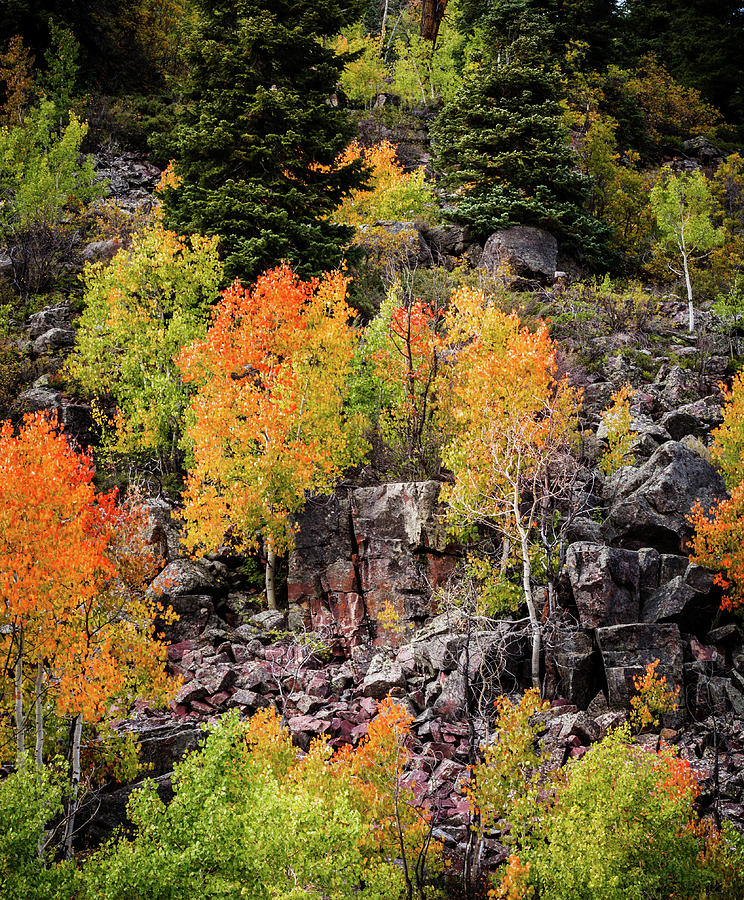 Aspens in Autumn Colors. Uinta Mountains, Utah.
Order yours today; tinyurl.com/yc4mux4y
#Utah #Autumn #Fallcolors #Uintamountains #BuyintoArt #Wallart #Mancave #Mancaveideas #UTahmountains #Mountains #Autumnleaves