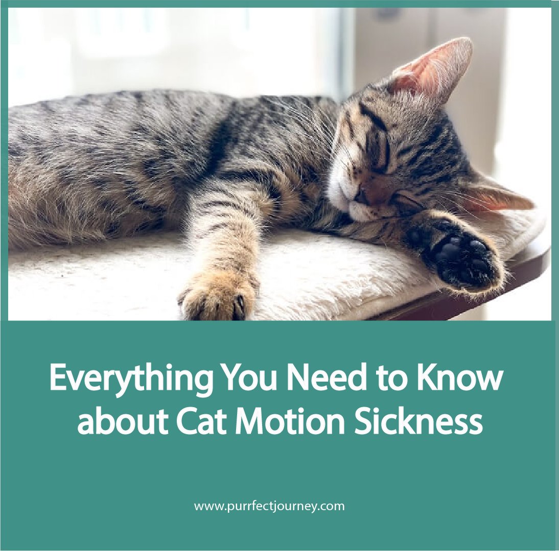 Purfectjourney's tweet image. Don't let motion sickness ruin your cat's travel plans! Learn how to identify the symptoms and tips to prevent it. Hit the road with your feline friend and have a paw-some time!
For more information visit: purrfectjourney.com/cat-motion-sic…
#CatMotionSickness #TravelWithCats